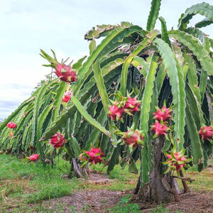 HYLOCEREUS PITAYA DRAGON FRUIT RED 4.0L