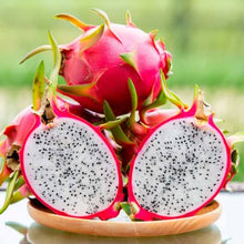 Load image into Gallery viewer, HYLOCEREUS PITAYA DRAGONFRUIT WHITE 4.0L
