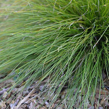 Load image into Gallery viewer, LOMANDRA MISTY GREEN PB5
