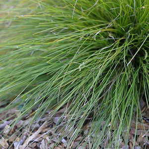 LOMANDRA MISTY GREEN PB5