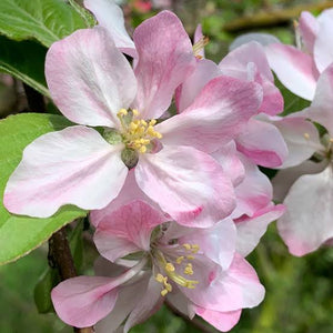 CRABAPPLE MALUS STRAWBERRY SWIRL 15.0L