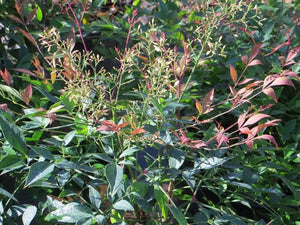 NANDINA HARBOUR DWARF 4.0L