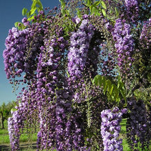 Load image into Gallery viewer, WISTERIA FLORIBUNDA BLACK DRAGON 3.3L
