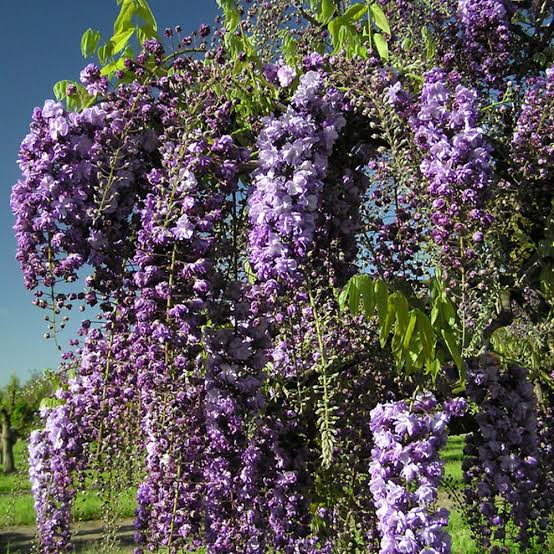 WISTERIA FLORIBUNDA BLACK DRAGON 3.3L