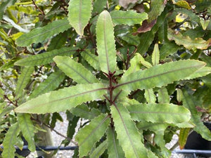 KNIGHTIA EXCELSA REWAREWA 6.0L