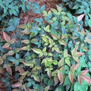 NANDINA HARBOUR DWARF 4.0L