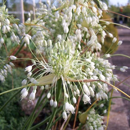 ALLIUM CARINATUM PULCHELLUM ALBUM KEELED GARLIC 09CM