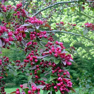 CRABAPPLE MALUS ELLERSLIE 1.5M STANDARD 15.0L