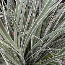 Load image into Gallery viewer, LOMANDRA ARCTIC FROST 2.1L
