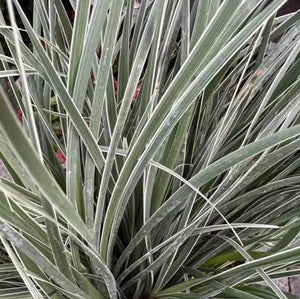 LOMANDRA ARCTIC FROST 2.1L