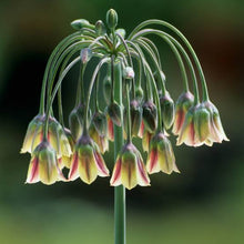 Load image into Gallery viewer, ALLIUM SICULUM SICILIAN HONEY GARLIC 09CM
