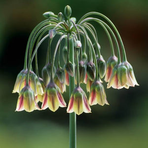 ALLIUM SICULUM SICILIAN HONEY GARLIC 09CM