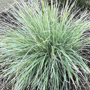 LOMANDRA ARCTIC FROST 2.1L