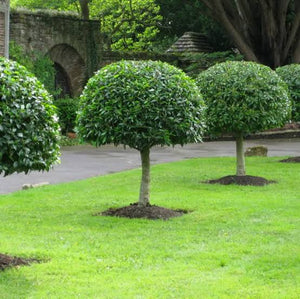 PRUNUS LUSITANICA PORTUGUESE LAUREL 15.0L STD