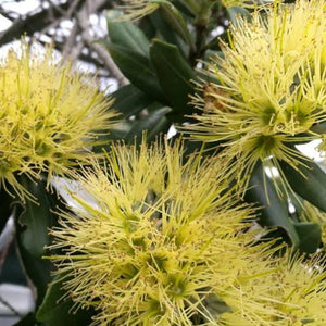 METROSIDEROS EXCELSA AUREA 1.5L