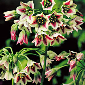 ALLIUM SICULUM SICILIAN HONEY GARLIC 09CM