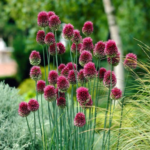 ALLIUM SPHAEROCEPHALON BLACKCURRANT DRUMSTICK 09CM