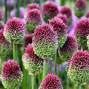 ALLIUM SPHAEROCEPHALON BLACKCURRANT DRUMSTICK 09CM