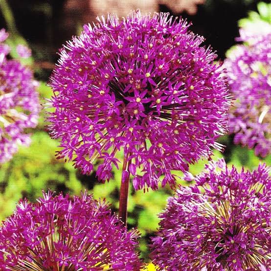 ALLIUM STIPITATUM PINK PERSIAN SHALLOT 09CM