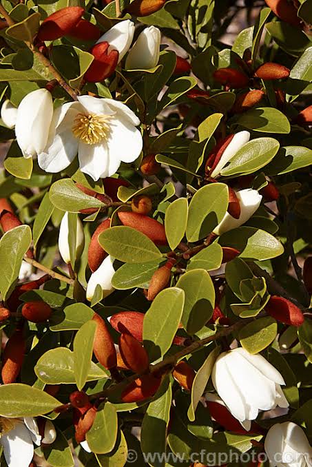 MICHELIA YUNNANENSIS VELVET & CREAM 6.0L