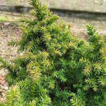 Load image into Gallery viewer, CRYPTOMERIA JAPONICA VILAMORIANA 2.5L
