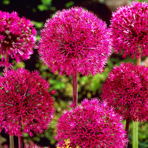 ALLIUM STIPITATUM PINK PERSIAN SHALLOT 09CM