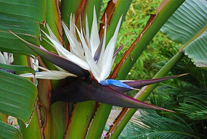 STRELITZIA NICOLAI BIRD OF PARADISE 2.5L