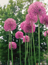 Load image into Gallery viewer, ALLIUM STIPITATUM PINK PERSIAN SHALLOT 09CM
