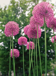 ALLIUM STIPITATUM PINK PERSIAN SHALLOT 09CM