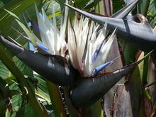 Load image into Gallery viewer, STRELITZIA NICOLAI BIRD OF PARADISE 2.5L
