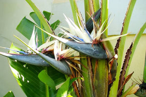 STRELITZIA NICOLAI BIRD OF PARADISE 2.5L