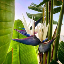 Load image into Gallery viewer, STRELITZIA NICOLAI BIRD OF PARADISE 2.5L
