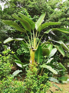 STRELITZIA NICOLAI BIRD OF PARADISE 2.5L