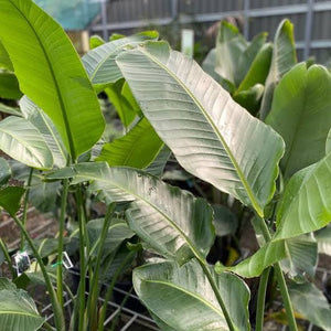 STRELITZIA NICOLAI BIRD OF PARADISE 2.5L