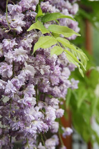 WISTERIA FLORIBUNDA BLACK DRAGON 3.3L