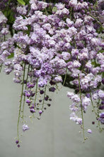 Load image into Gallery viewer, WISTERIA FLORIBUNDA BLACK DRAGON 3.3L
