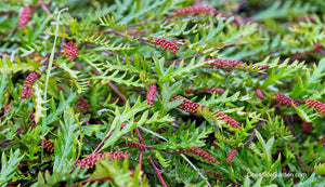 GREVILLEA FANFARE 2.5L