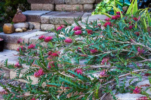 GREVILLEA FANFARE 2.5L