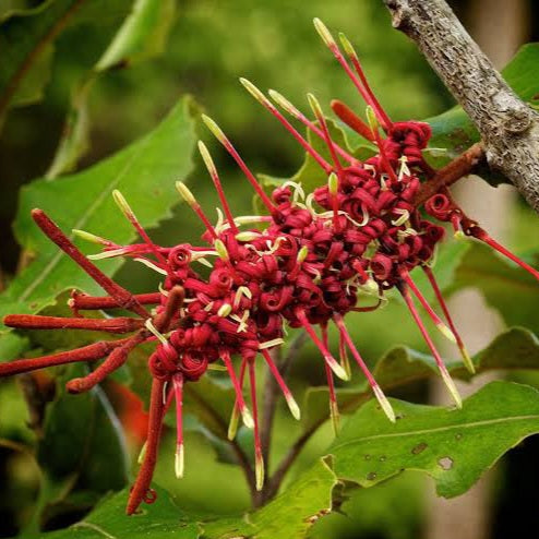 KNIGHTIA EXCELSA REWAREWA 4.0L