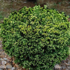 CRYPTOMERIA JAPONICA VILAMORIANA 2.5L