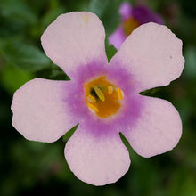 Load image into Gallery viewer, BACOPA SCOPIA GULLIVER PINK HEART 1.5L
