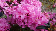 Load image into Gallery viewer, AZALEA EVERGREEN HARDIJZERS BEAUTY 2.5L
