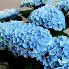 Load image into Gallery viewer, HYDRANGEA MACROPHYLLA MAGICAL REVOLUTION BLUE 2.5L
