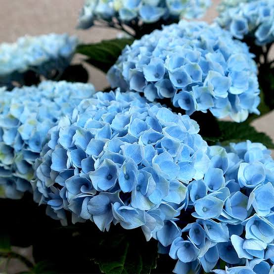 HYDRANGEA MACROPHYLLA MAGICAL REVOLUTION BLUE 2.5L