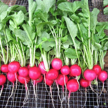 Load image into Gallery viewer, RADISH PINK BEAUTY HEIRLOOM SEED
