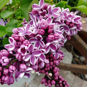 SYRINGA SENSATION 8.5L