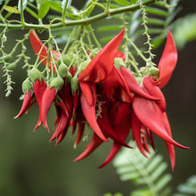 Load image into Gallery viewer, CLIANTHUS PUNICEUS MAXIMUS 1.5L
