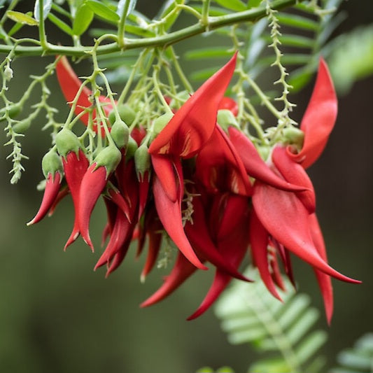 CLIANTHUS MAXIMUS 3.3L