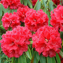 Load image into Gallery viewer, RHODODENDRON KAPONGA 2.5L
