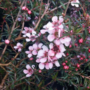 LEPTOSPERMUM PINK BEAUTY 4.0L